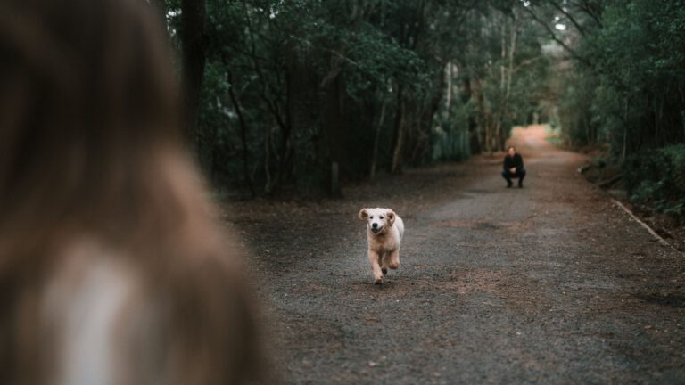 Shoot met je huisdier: tips voor de perfecte foto met je hond